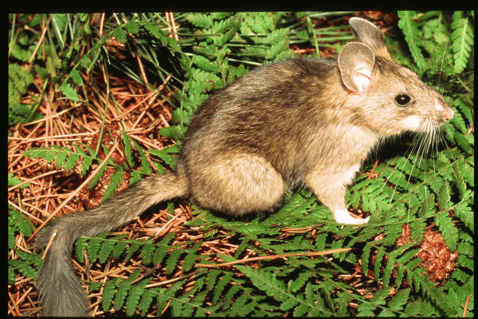 Pack Rats